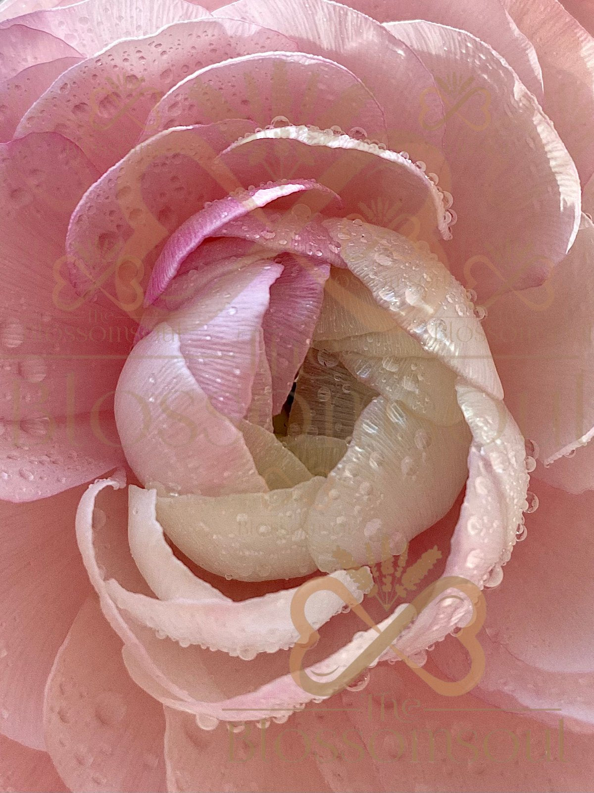 Complete digital art collection by TheBlossomSoul | Soulful floral designs