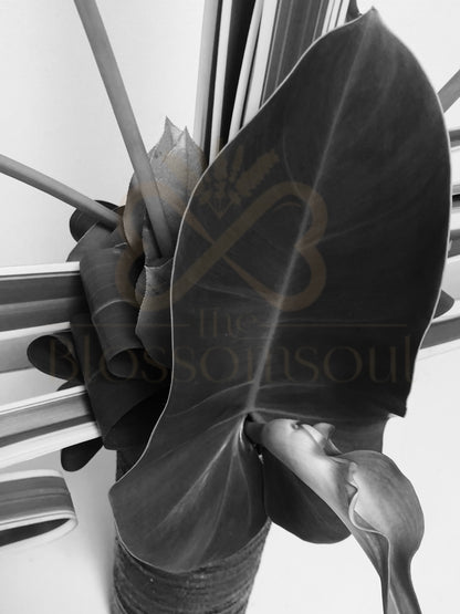 Attacher III Japanese Monochrome Artwork