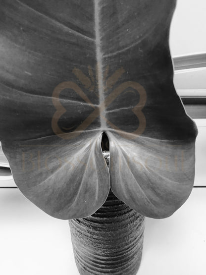 Attacher III Japanese Monochrome Artwork