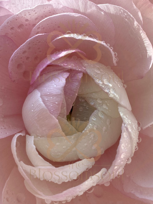 Pink Ranunculus Artwork