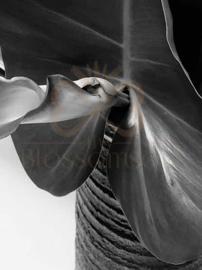 Attacher III Japanese Monochrome Artwork