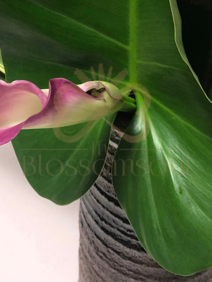 Attacher III Japanese Artwork