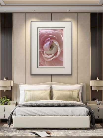Pink Ranunculus Artwork