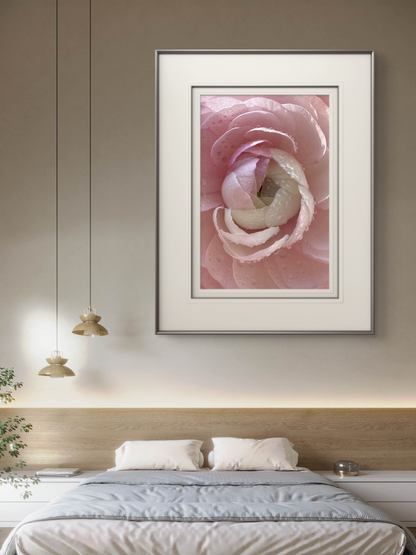 Pink Ranunculus Artwork