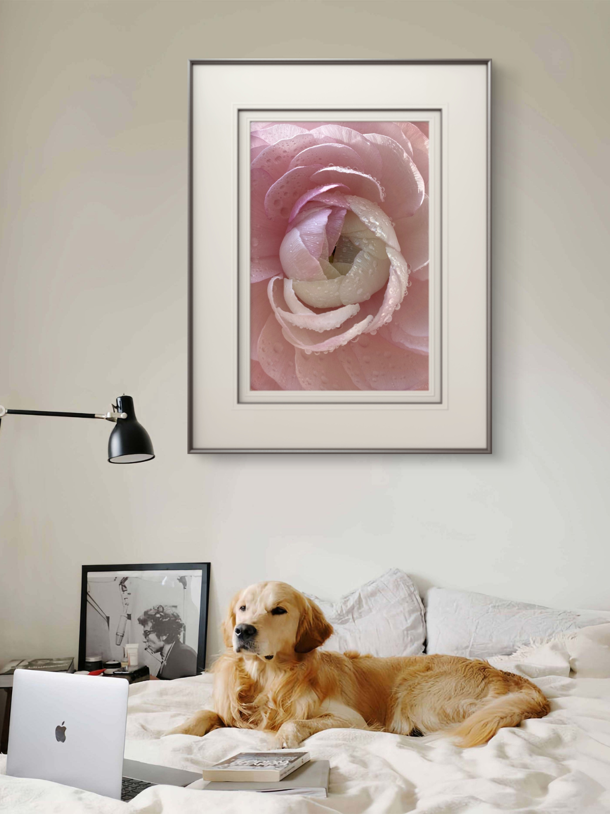 Pink Ranunculus Artwork