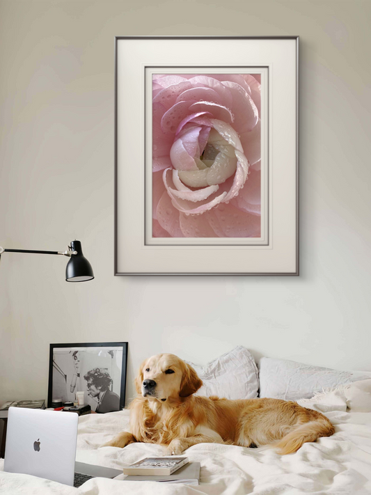 Pink Ranunculus Artwork