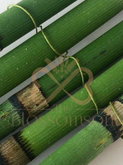 Attacher I Japanese Artwork