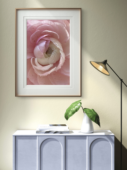 Pink Ranunculus Artwork