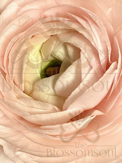 Close-up of soft pastel ranunculus, used as a visual element in Glow-Up Self-Reflection Cards collection - premium digital floral art for presence and inner reflection.