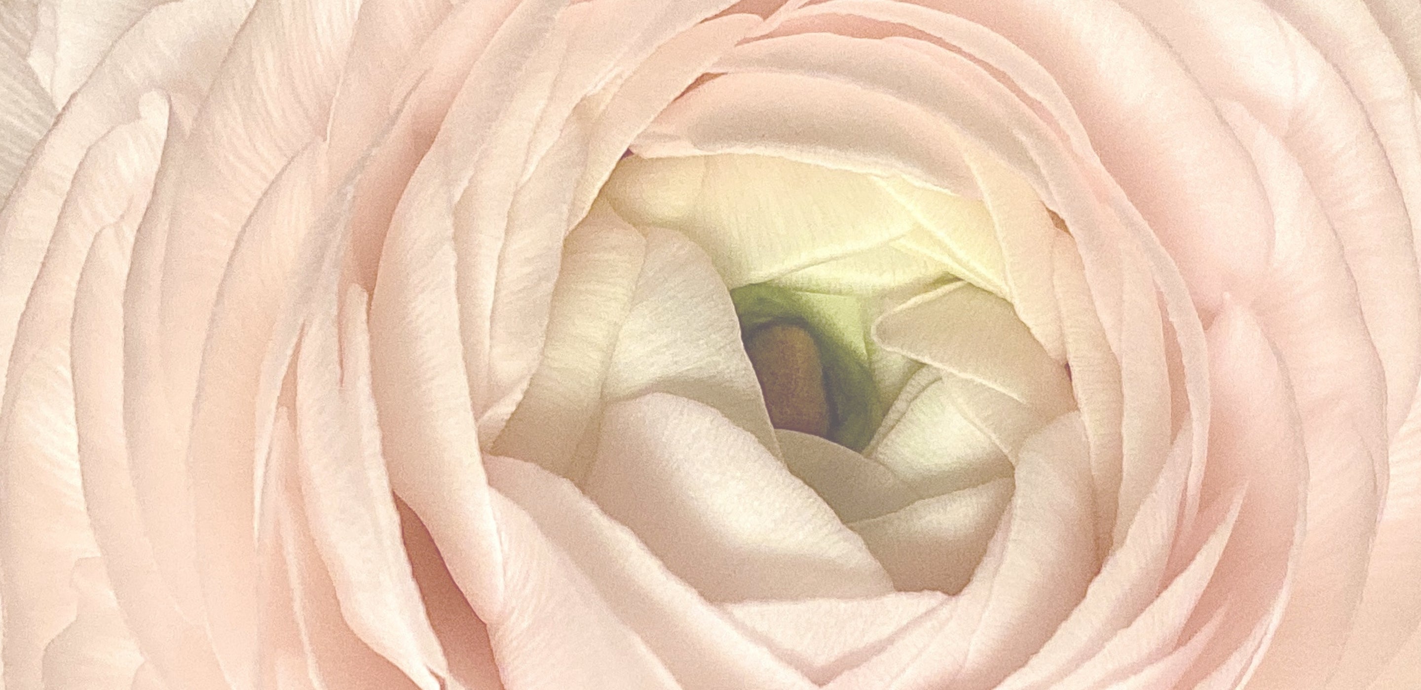 Soft blush ranunculus flower as brand background | TheBlossomSoul | Floral Design & Art | Floral Aesthetics | Modern Design | Digital Art & Prints