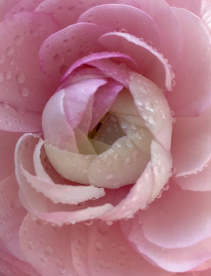 Pink Ranunculus Artwork